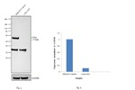 c-Myc Antibody in Western Blot (WB)