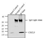 CXCL5 Antibody in Immunoprecipitation (IP)