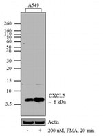 CXCL5 Antibody