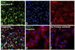 IRS1 Antibody in Immunocytochemistry (ICC/IF)