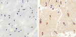 LC3B Antibody in Immunohistochemistry (Paraffin) (IHC (P))