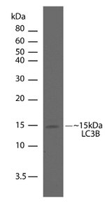 LC3B Antibody in Western Blot (WB)