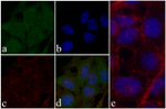 GST Tag Antibody in Immunocytochemistry (ICC/IF)