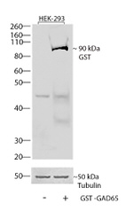 GST Tag Antibody in Western Blot (WB)