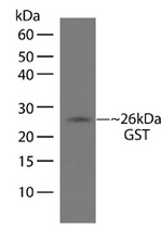 GST Tag Antibody in Western Blot (WB)