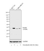 Securin Antibody in Western Blot (WB)