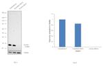 Securin Antibody in Western Blot (WB)