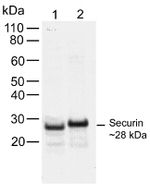 Securin Antibody in Western Blot (WB)