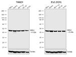 MEK2 Antibody