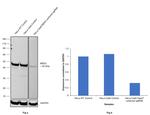 MEK2 Antibody in Western Blot (WB)