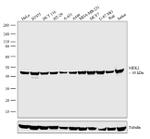 MEK2 Antibody in Western Blot (WB)