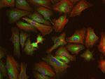 MEK2 Antibody in Immunocytochemistry (ICC/IF)