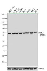 MEK2 Antibody in Western Blot (WB)