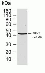 MEK2 Antibody in Western Blot (WB)