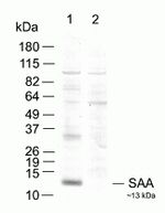 SAA Antibody in Western Blot (WB)