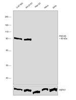 PSD-95 Antibody in Western Blot (WB)