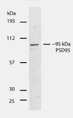 PSD-95 Antibody in Western Blot (WB)