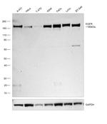 EGFR Antibody in Western Blot (WB)