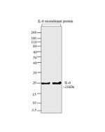 IL-6 Antibody in Western Blot (WB)