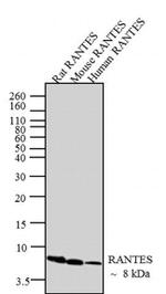 CCL5 (RANTES) Antibody in Western Blot (WB)