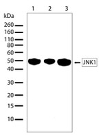 JNK1 Antibody in Western Blot (WB)