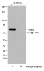 Phospho-AKT1 (Thr308) Antibody in Western Blot (WB)