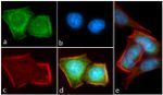 Phospho-AKT1 (Thr308) Antibody in Immunocytochemistry (ICC/IF)