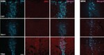 Phospho-Tau (Thr231) Antibody in Immunohistochemistry (Frozen) (IHC (F))