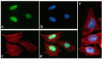 Phospho-Tau (Thr231) Antibody in Immunocytochemistry (ICC/IF)