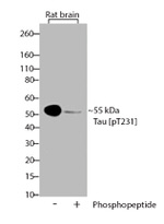 Phospho-Tau (Thr231) Antibody in Western Blot (WB)