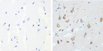 Phospho-Tau (Thr231) Antibody in Immunohistochemistry (Paraffin) (IHC (P))