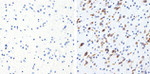 Phospho-Tau (Thr231) Antibody in Immunohistochemistry (Paraffin) (IHC (P))