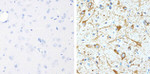 Phospho-Tau (Thr231) Antibody in Immunohistochemistry (Paraffin) (IHC (P))