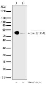 Phospho-Tau (Thr231) Antibody in Western Blot (WB)