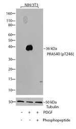 Phospho-PRAS40 (Thr246) Antibody