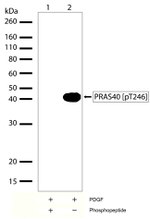 Phospho-PRAS40 (Thr246) Antibody in Western Blot (WB)