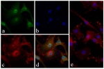 Phospho-PRAS40 (Thr246) Antibody in Immunocytochemistry (ICC/IF)