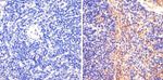 Phospho-STAT5 alpha (Tyr694) Antibody in Immunohistochemistry (Paraffin) (IHC (P))