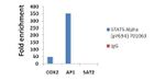 Phospho-STAT5 alpha (Tyr694) Antibody in ChIP Assay (ChIP)