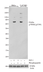 Phospho-p70 S6 Kinase (Thr389) Antibody in Western Blot (WB)