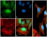 Phospho-p70 S6 Kinase (Thr389) Antibody in Immunocytochemistry (ICC/IF)