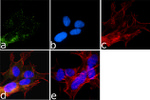 Phospho-LRRK2 (Ser935) Antibody in Immunocytochemistry (ICC/IF)