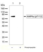 Phospho-AMPK alpha-1,2 (Thr183, Thr172) Antibody in Western Blot (WB)