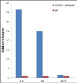 NFkB p65 Antibody