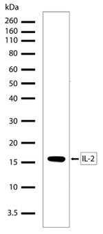 IL-2 Antibody in Western Blot (WB)