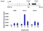 Phospho-p70 S6 Kinase (Thr421, Ser424) Antibody