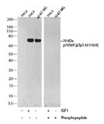 Phospho-p70 S6 Kinase (Thr421, Ser424) Antibody in Western Blot (WB)