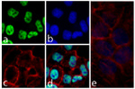 alpha Synuclein Antibody in Immunocytochemistry (ICC/IF)