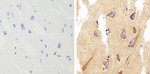 alpha Synuclein Antibody in Immunohistochemistry (Paraffin) (IHC (P))