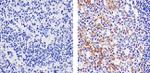 CCL3 Antibody in Immunohistochemistry (Paraffin) (IHC (P))